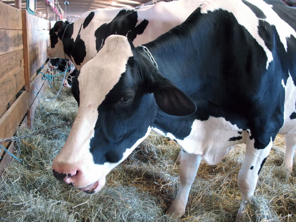 Pure Cow and compassionate animal care